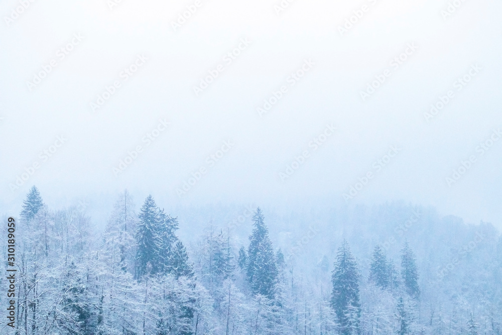 Obraz premium Winter forest background with snow on the trees