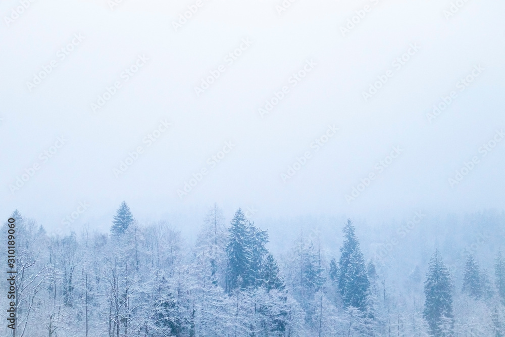 Winter forest background with snow on the trees Winter forest background with snow on the trees