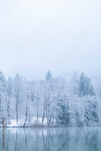 Winter forest background with snow on the trees