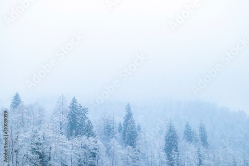 Winter forest background with snow on the trees