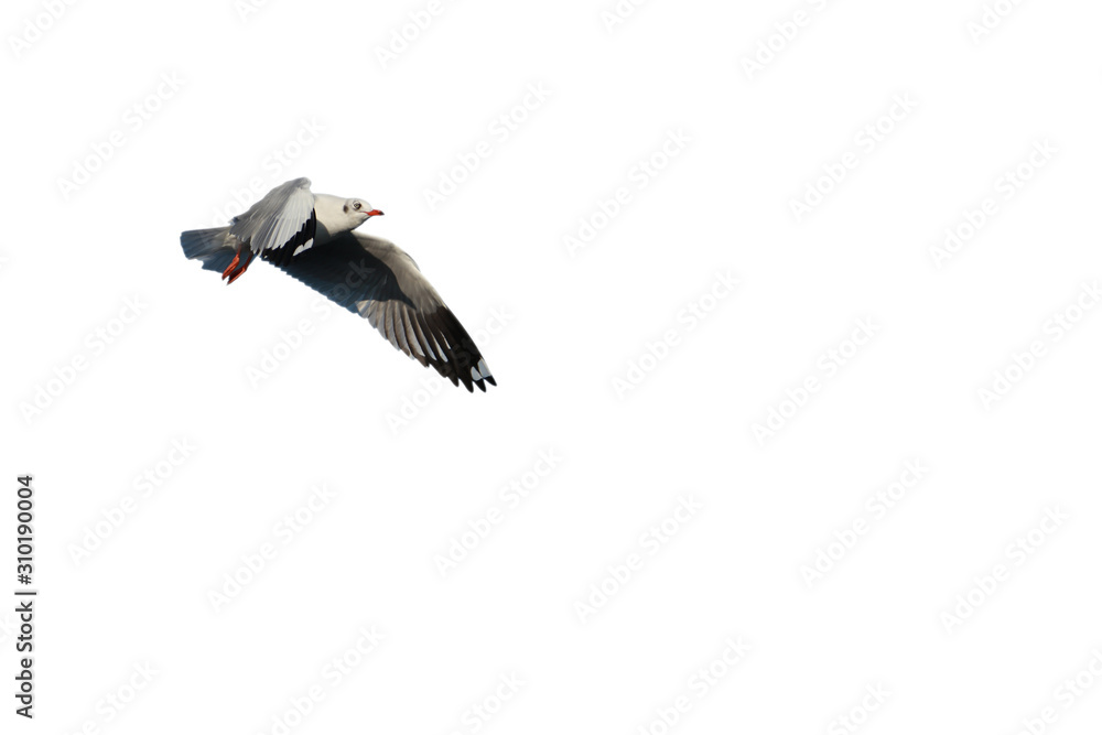 Obraz premium Seagull bird in flying action at Bang Pu, Thailand on the white background and cliping path.