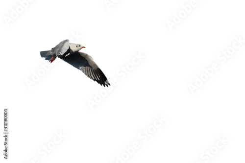 Seagull bird in flying action at Bang Pu, Thailand on the white background and cliping path.