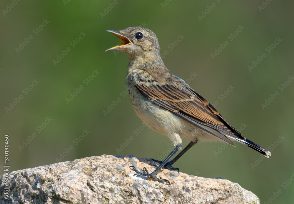 Northern Wheatear posing on big rock with open beak being thirsty or calling loudly Northern Wheatear posing on big rock with open beak being thirsty or calling loudly