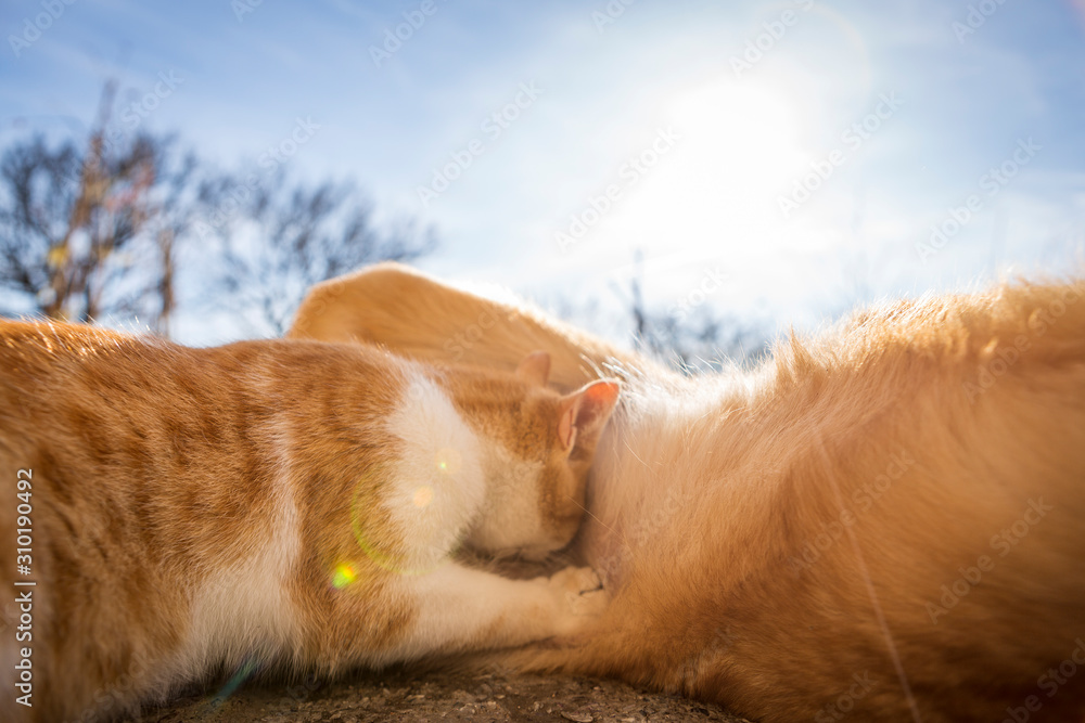 dog and cat play together. cat and dog lying outside in the yard. kitten sucks dog breast milk. dog and cat best friends. love between animals. dog and cat play together. cat and dog lying outside in the yard. kitten sucks dog breast milk. dog and cat best friends. love between animals.