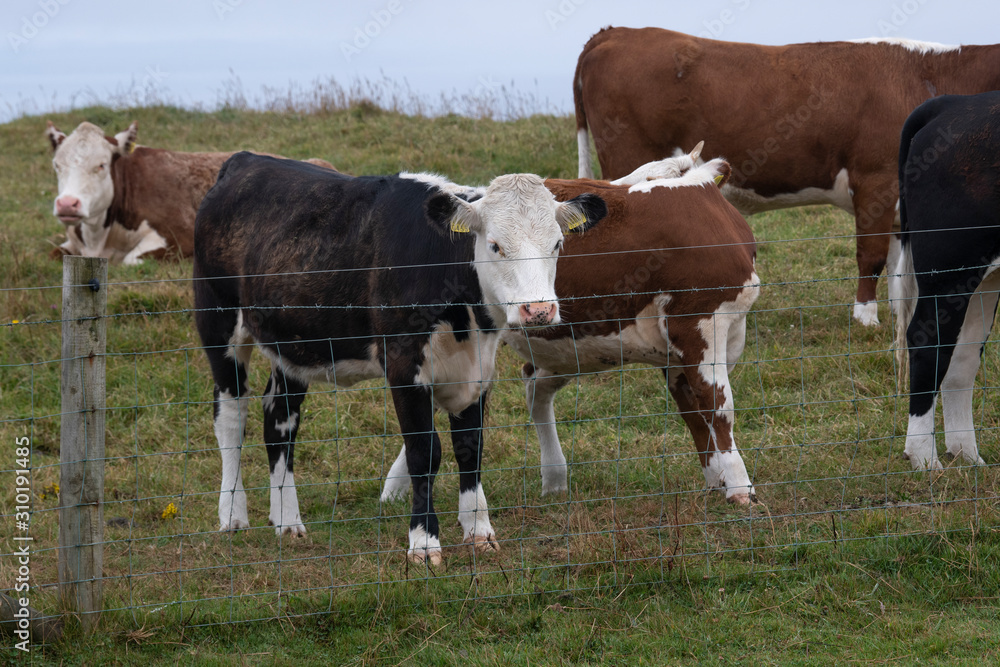 Cattle on a farm, Cliffs of Moher, Lahinch, County Clare, Ireland Cattle on a farm, Cliffs of Moher, Lahinch, County Clare, Ireland