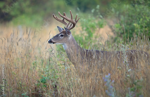 A wild White-tailed deer buck with velvet antlers on an early morning in summer in Canada 
