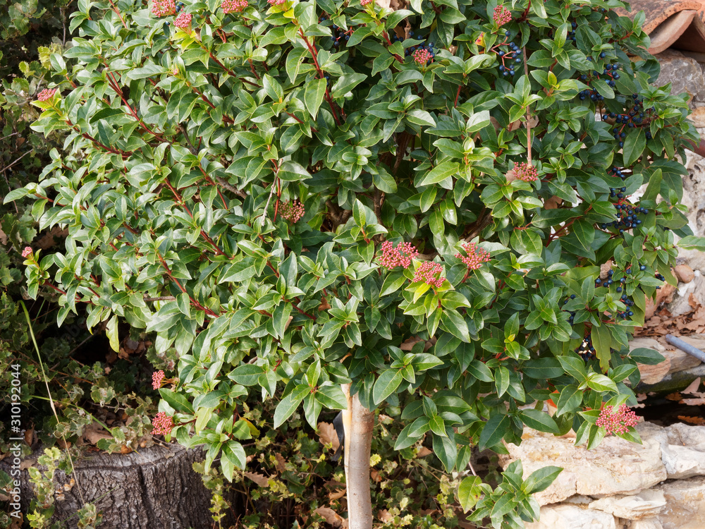 (Viburnum tinus) Lorbeerblättriger Schneeball als immergrüne