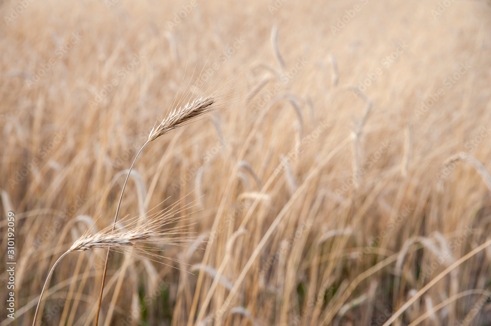 Fototapeta premium Ripening ears of wheat. Beautiful sunset in a sunny summer day.