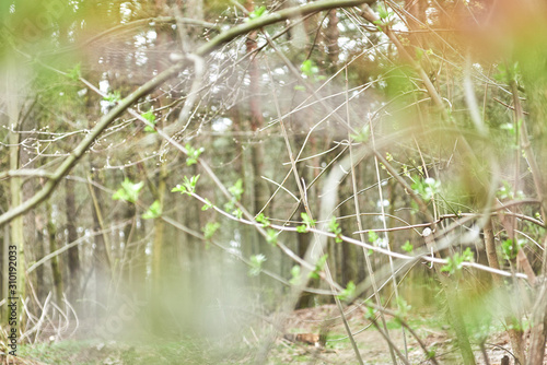 young trees bloom in spring. blurred background