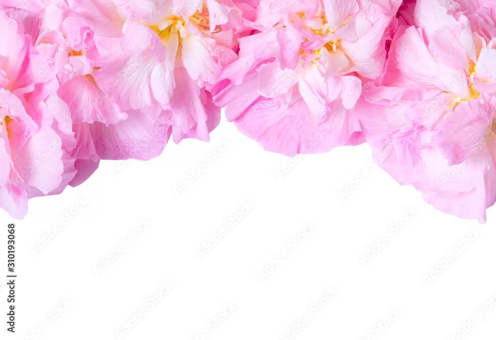 Close up view and copy space. The flowers have white petals with pink and fresh. There is small yellow pollen inside. Isolated on white background.