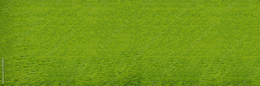 Green lawn pattern and texture background. Close-up. Green lawn pattern and texture background. Close-up.