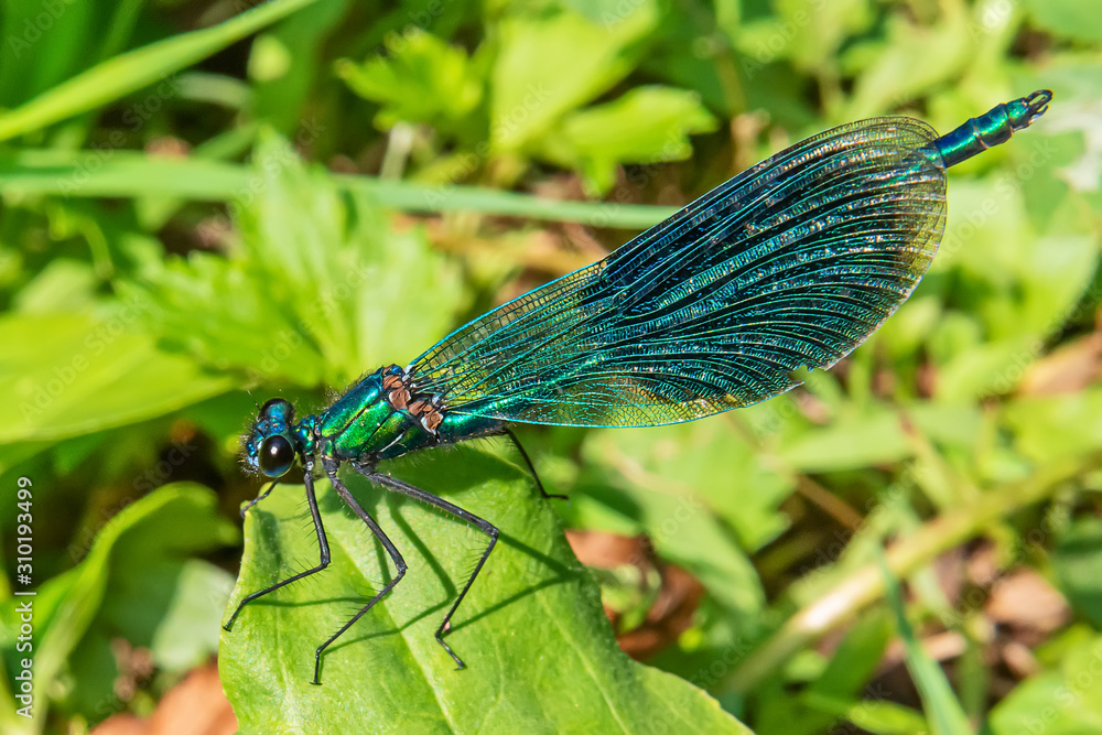 Beautiful blue dragonfly on grass Beautiful blue dragonfly on grass