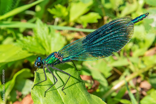 Beautiful blue dragonfly on grass © nedomacki