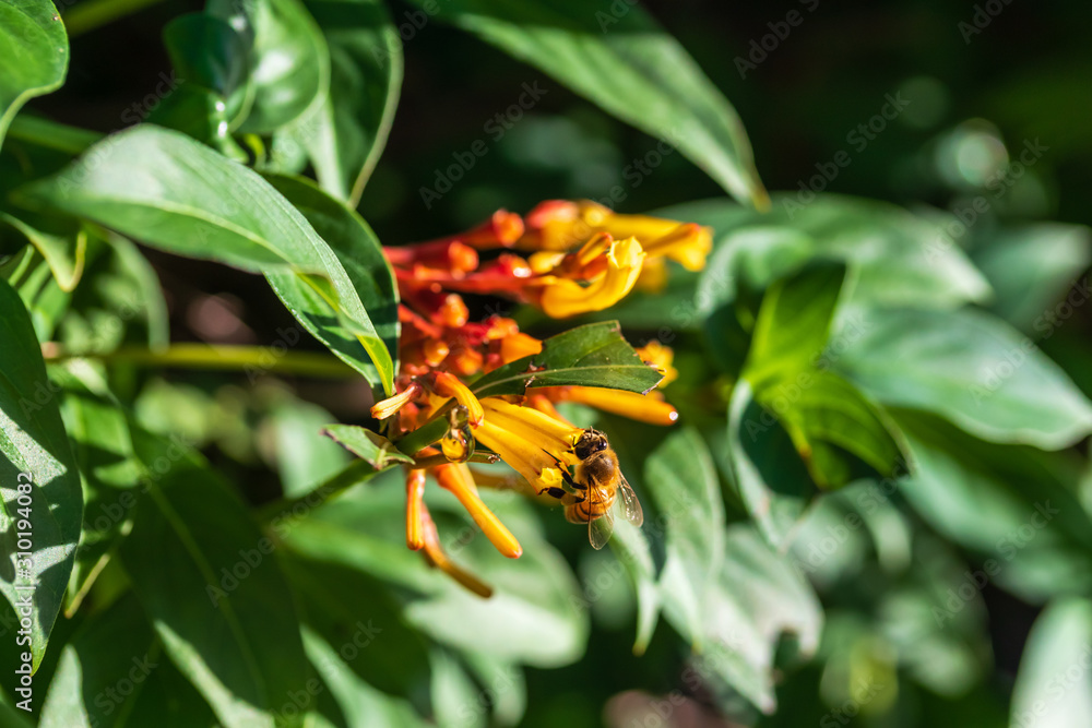 Obraz premium Macro photography of busy honey bee isolated against a colorful bokeh background pollinating freshly bloomed flowers on a summer morning 