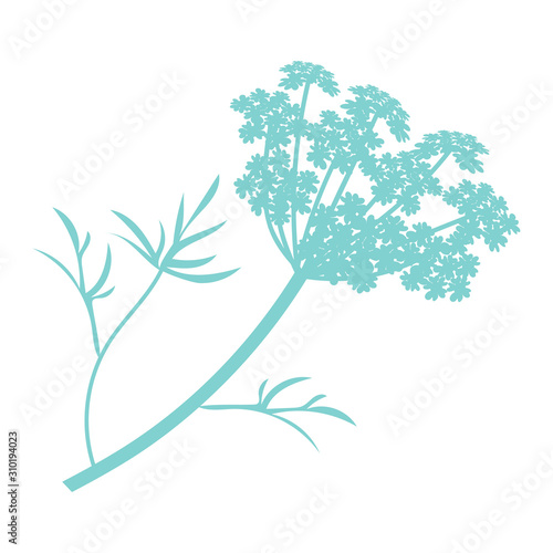 Anise plant illustration, drawing, engraving, ink, line art, vector photo