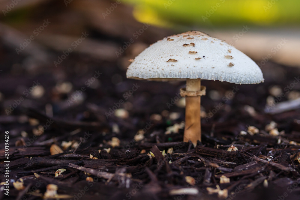 Amanita phalloides or Deathcaps highly poison's mushrooms growing naturally macro photography isolated bokeh background Amanita phalloides or Deathcaps highly poison's mushrooms growing naturally macro photography isolated bokeh background