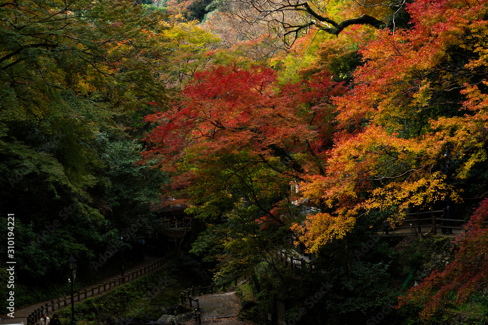 秋・箕面の紅葉