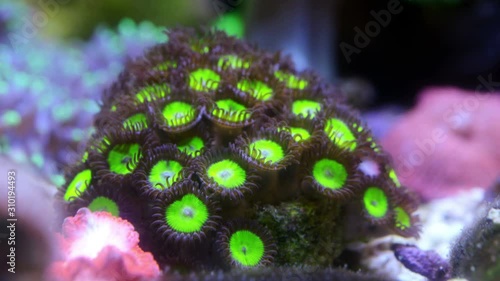 Green apple zoanthid coral polyp photo