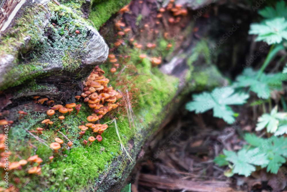 Small mushrooms and moss grow on stones. Forest magic Small mushrooms and moss grow on stones. Forest magic