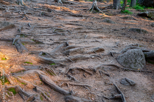 Winding tree roots bulging out of the ground