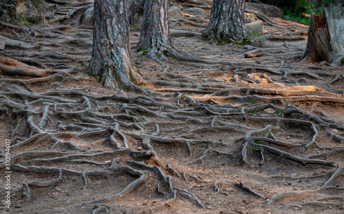 Winding tree roots bulging out of the ground