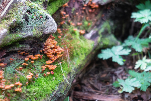 Small mushrooms and moss grow on stones. Forest magic
