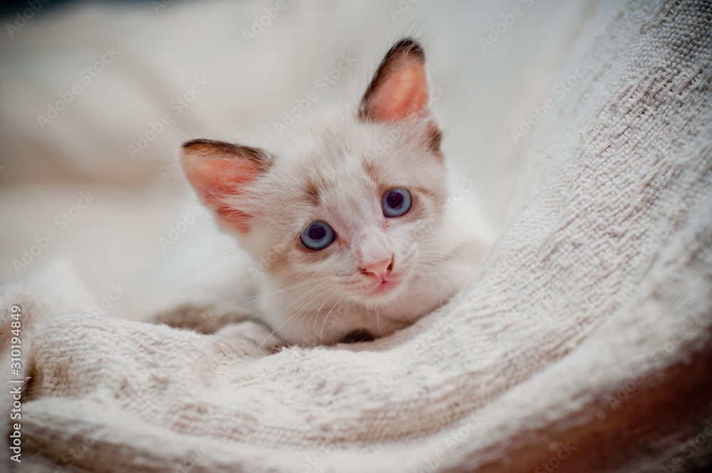 portrait of mongrel siamese kitten