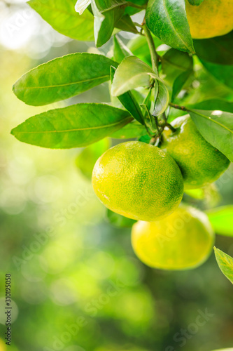 Wallpaper Mural Orange tree in orange farm. Torontodigital.ca