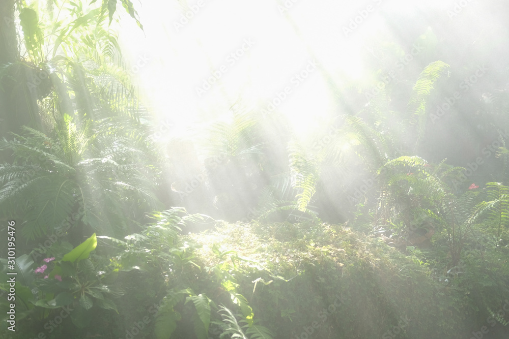 Obraz premium sunlight mist fog in park. foggy misty garden. water spraying from sprinkler