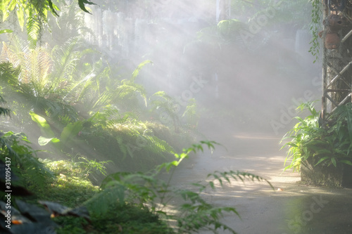 sunlight mist fog in park. foggy misty garden. water spraying from sprinkler