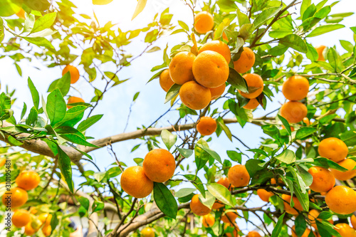 Ripe orange in the orange garden