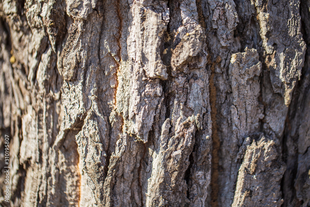The bark is dry as a brown backdrop The bark is dry as a brown backdrop