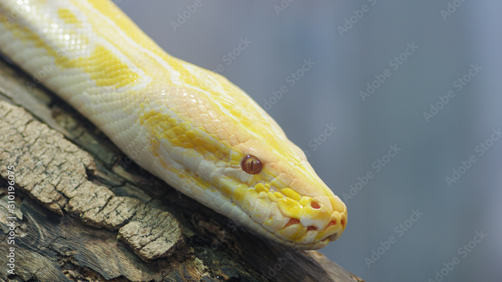 serpent serpent