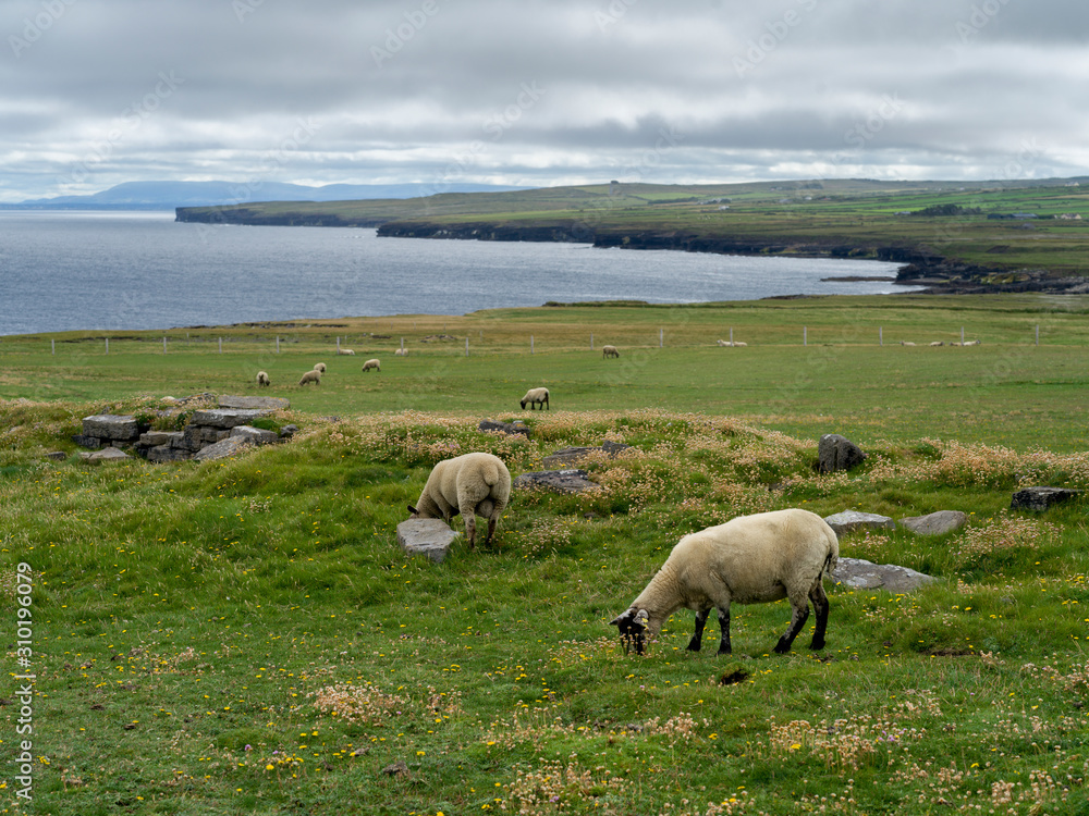 Flock of sheep grazing in a field, Downpatrick Head, Killala, County Mayo, Ireland Flock of sheep grazing in a field, Downpatrick Head, Killala, County Mayo, Ireland