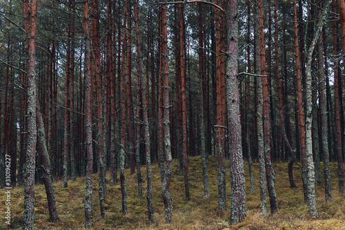 Pine Forest at Smiltyne  Lithuania