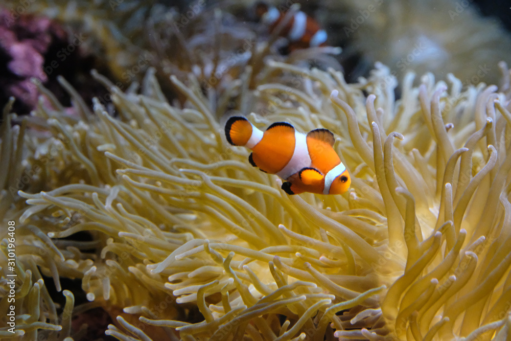 イソギンチャクの間を泳ぐカクレクマノミ Stock Photo Adobe Stock イソギンチャクの間を泳ぐカクレクマノミ Stock Photo Adobe Stock