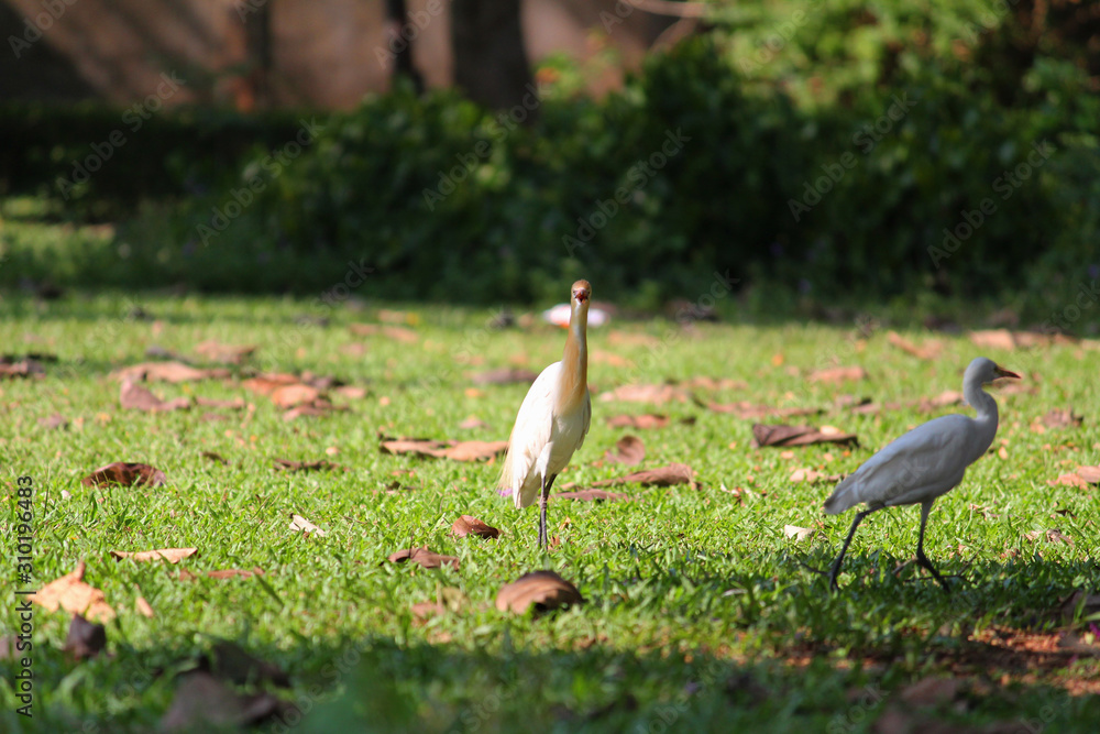 Obraz premium white egret bird posing for a shot