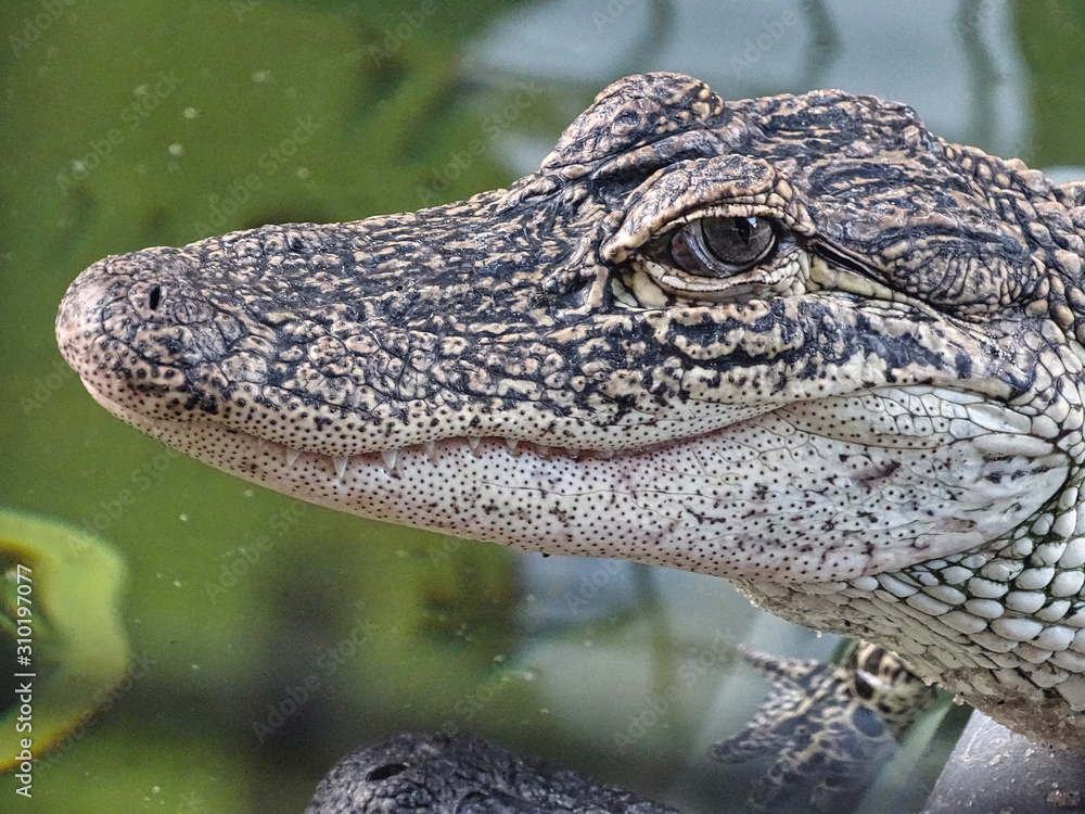 Alligatoren Aligators Fort Myers Everglades Gator Nahaufnahme Alligatoren Aligators Fort Myers Everglades Gator Nahaufnahme