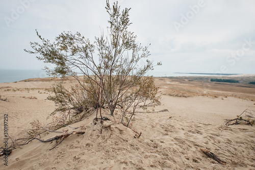 Parnidis Dune in Nida, Lituania photo