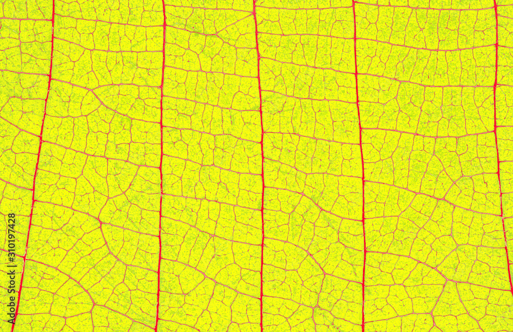 Obraz premium Closeup of autumn yellow leaf with vein texture abstract background