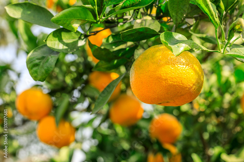 Ripe orange hanging on a tree