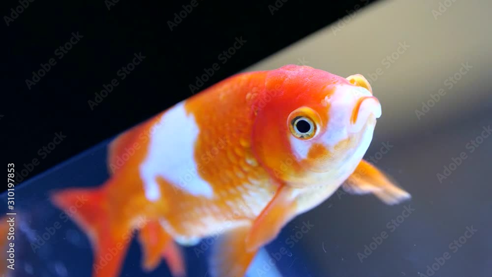 金魚 金魚
