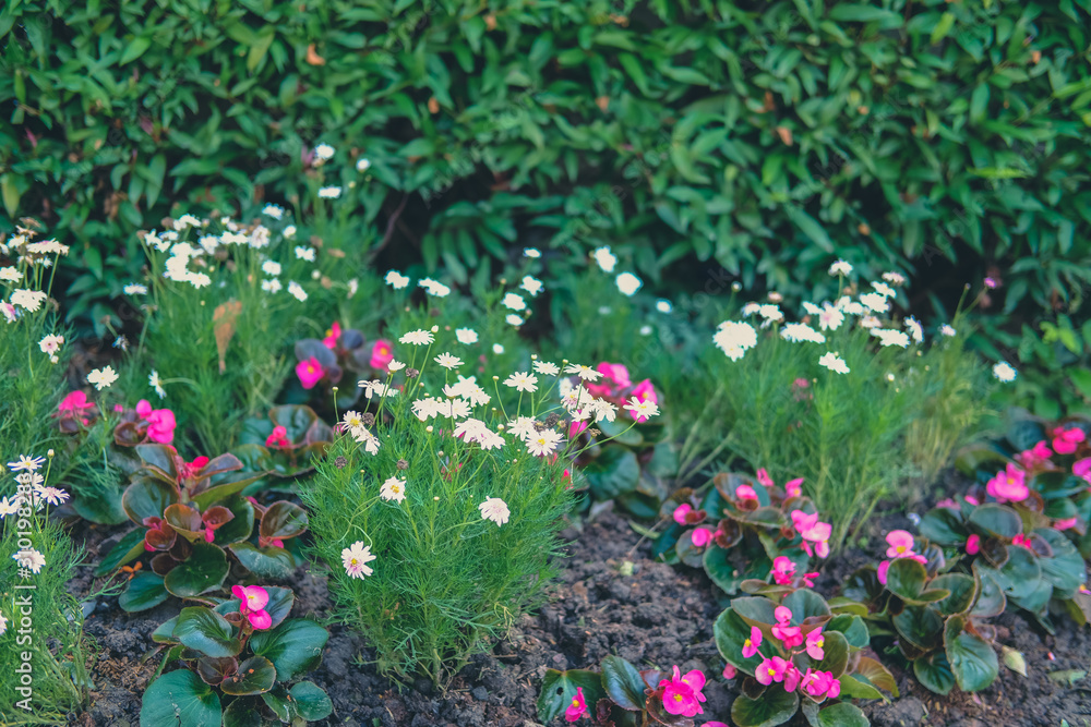 blooming flower plant in garden park