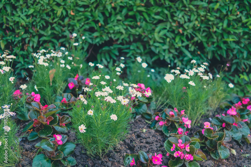 blooming flower plant in garden park