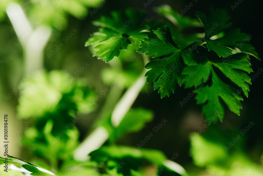 Fototapeta premium パセリ