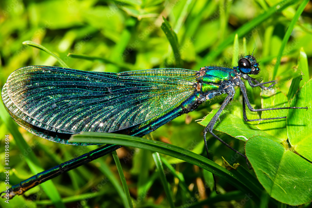 Beautiful blue dragonfly on grass Beautiful blue dragonfly on grass