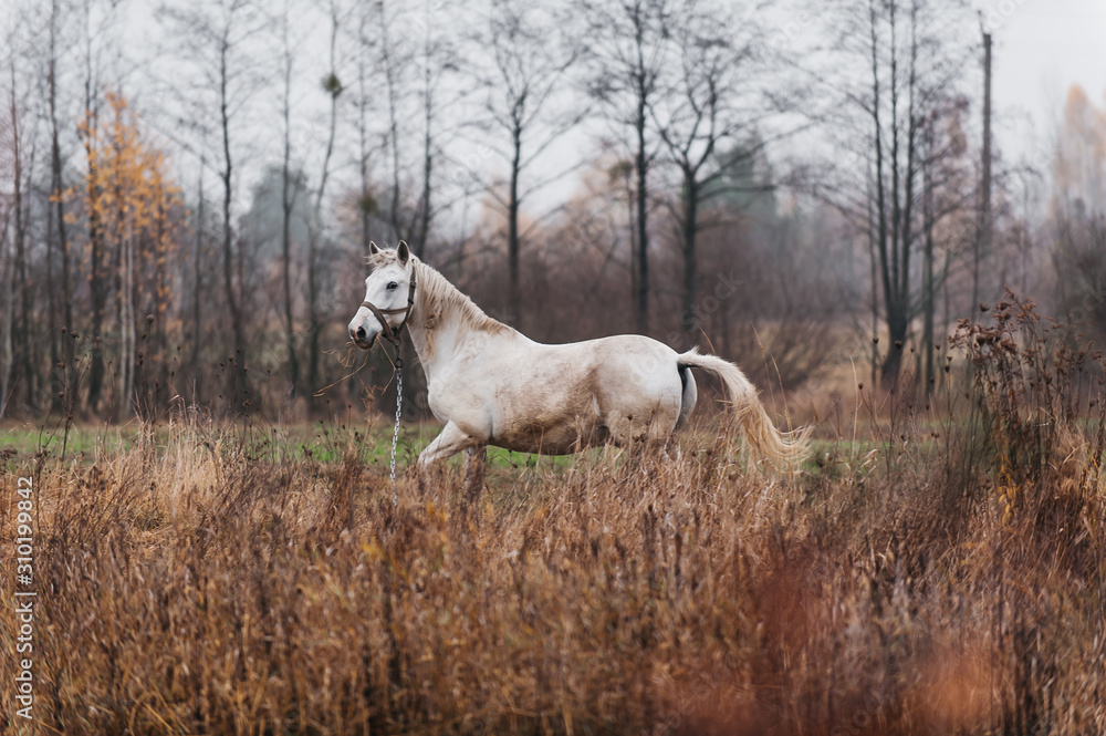 a white horse on an autumn field a white horse on an autumn field