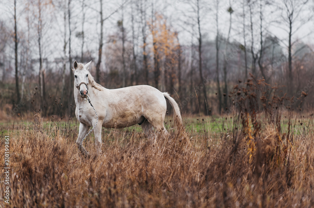 a white horse on an autumn field 