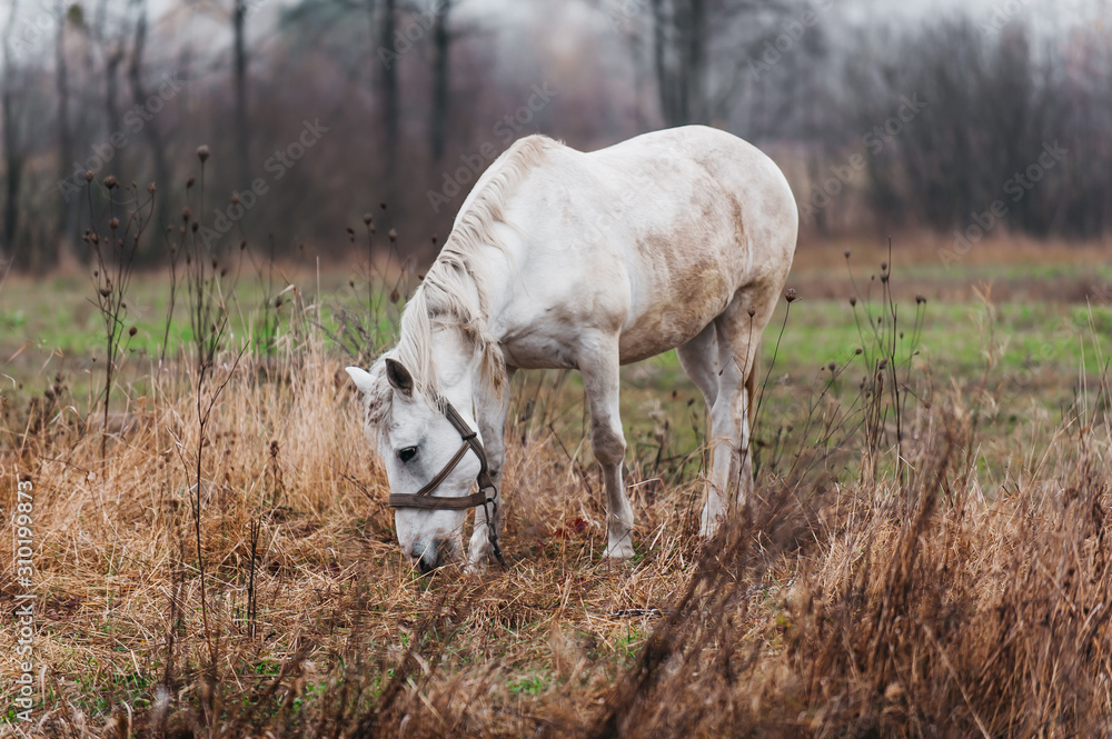 Obraz premium a white horse on an autumn field 