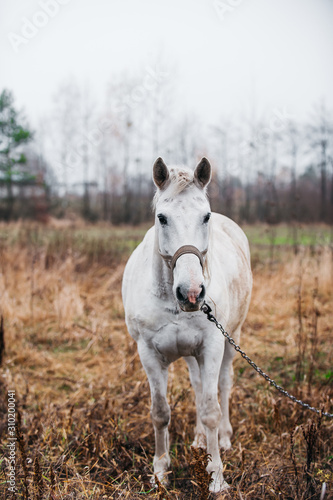 a white horse on an autumn field  © Сергей Мишин